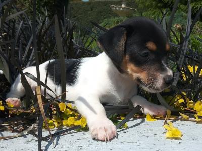 Tiny Jack Russell puppies in Cavan