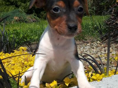 Tiny Jack Russell puppies in Cavan