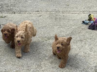 Miniature Cockapoo puppies 1st generation in Fermanagh - 353871486601