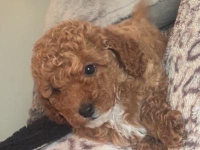 Stunning Toy Poodle puppies in Monaghan