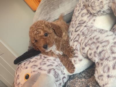 Stunning Toy Poodle puppies in Monaghan