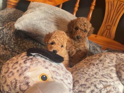 Stunning Toy Poodle puppies in Monaghan