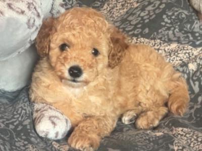 Stunning Toy Poodle puppies in Monaghan