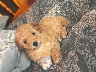 Stunning Toy Poodle puppies in Monaghan