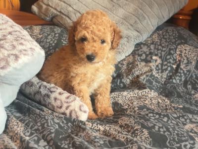 Stunning Toy Poodle puppies in Monaghan