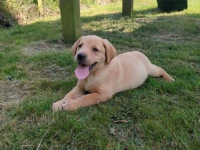 IKC Registered Labrador puppies in Wexford