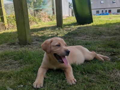 IKC Registered Labrador puppies in Wexford