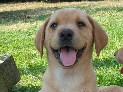 IKC Registered Labrador puppies in Wexford