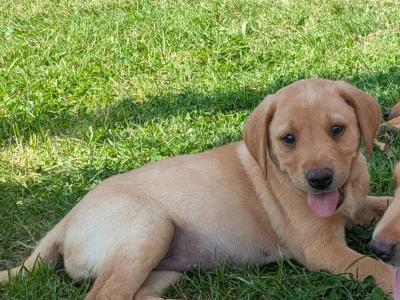 IKC Registered Labrador puppies in Wexford