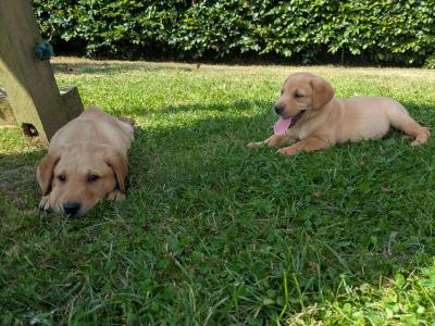 IKC Registered Labrador puppies in Wexford