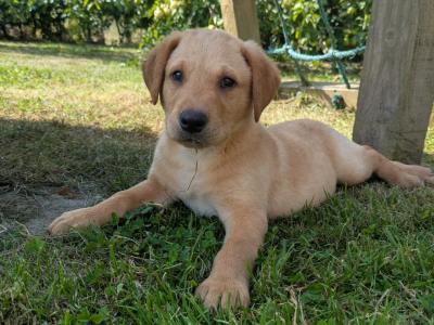 IKC Registered Labrador puppies in Wexford