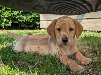 IKC Registered Labrador puppies in Wexford