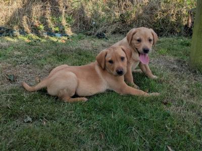 IKC Registered Labrador puppies in Wexford
