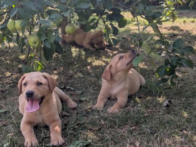 IKC Registered Labrador puppies in Wexford