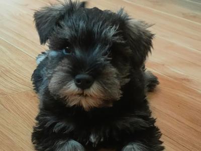 Beautifully bred IKC Registered Miniature Schnauzer puppies in Galway