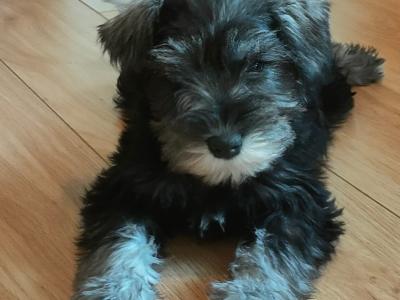 Beautifully bred IKC Registered Miniature Schnauzer puppies in Galway