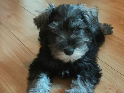 Beautifully bred IKC Registered Miniature Schnauzer puppies in Galway