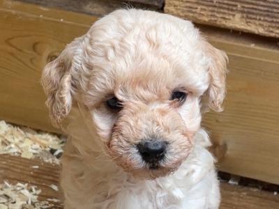 Two male Poochon puppies in Westmeath
