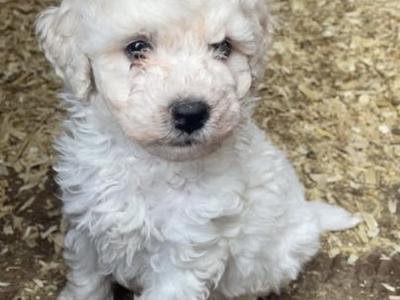 Two male Poochon puppies in Westmeath