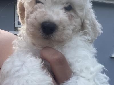 Two male Poochon puppies in Westmeath
