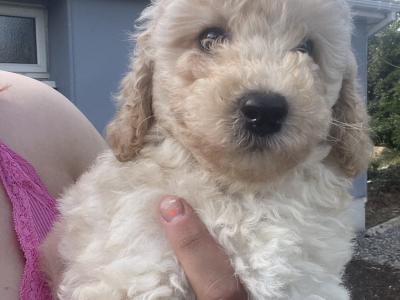 Two male Poochon puppies in Westmeath