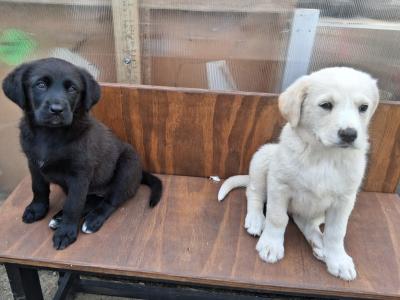 Retriever x Tatra Shepherd Dog puppies in Roscommon