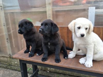 Retriever x Tatra Shepherd Dog puppies in Roscommon