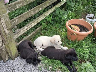 Retriever x Tatra Shepherd Dog puppies in Roscommon
