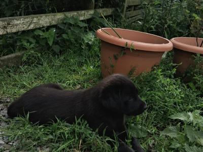 Retriever x Tatra Shepherd Dog puppies in Roscommon