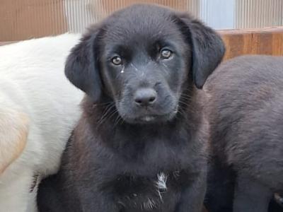Retriever x Tatra Shepherd Dog puppies in Roscommon