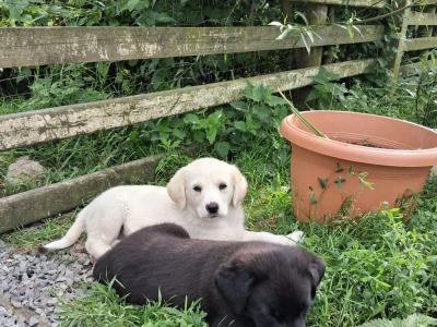 Retriever x Tatra Shepherd Dog puppies in Roscommon