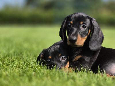 IKC Registered Smooth Haired Dachshund puppies in Limerick