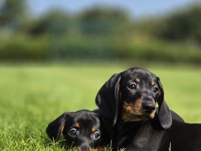 IKC Registered Smooth Haired Dachshund puppies in Limerick