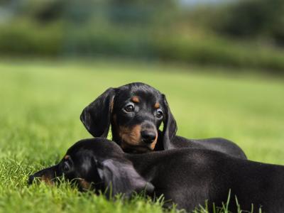 IKC Registered Smooth Haired Dachshund puppies in Limerick