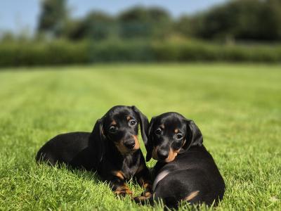 IKC Registered Smooth Haired Dachshund puppies in Limerick