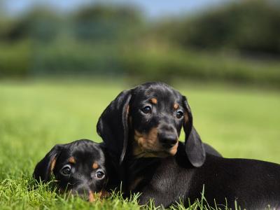 IKC Registered Smooth Haired Dachshund puppies in Limerick