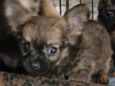 Purebred Chihuahua puppies in Wexford