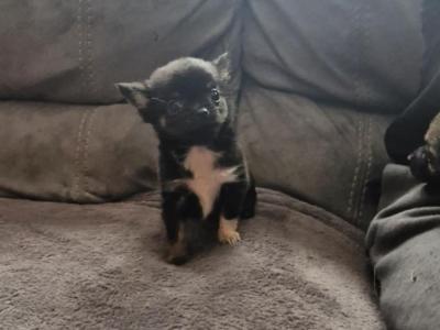 Purebred Chihuahua puppies in Wexford