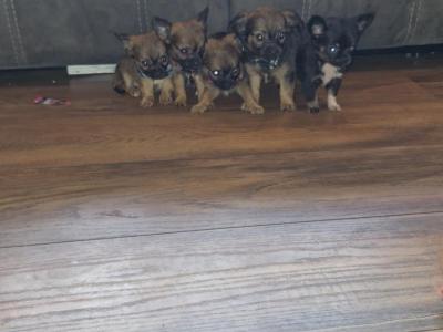 Purebred Chihuahua puppies in Wexford