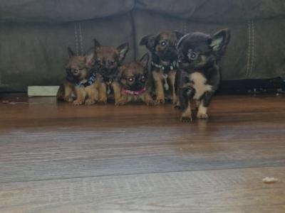 Purebred Chihuahua puppies in Wexford