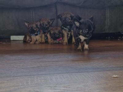 Purebred Chihuahua puppies in Wexford