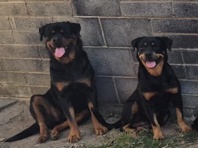 3 male Rottweiler puppies in Dublin