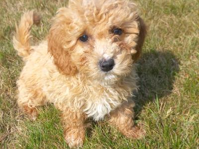 Stunning Poochon puppies in Limerick