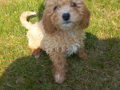 Stunning Poochon puppies in Limerick