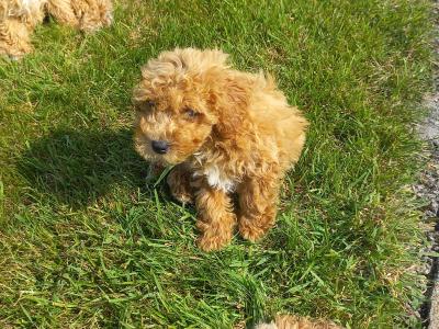 Stunning Poochon puppies in Limerick