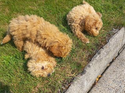 Stunning Poochon puppies in Limerick