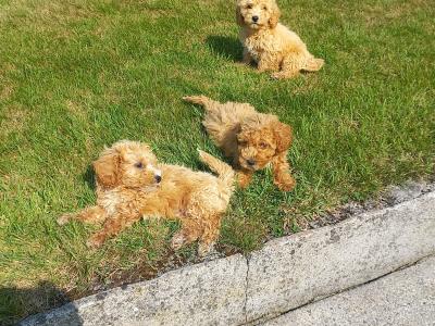 Stunning Poochon puppies in Limerick