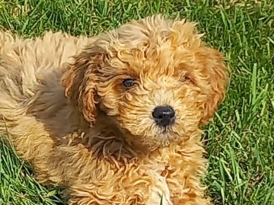 Stunning Poochon puppies in Limerick