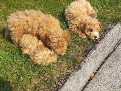 Stunning Poochon puppies in Limerick