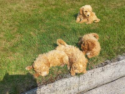 Stunning Poochon puppies in Limerick